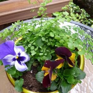 Meet your Posher, Helga